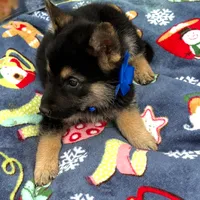 Blue L M, a male German Shepherd Dog for sale in Irwinton, GA – Photo 3 of 9