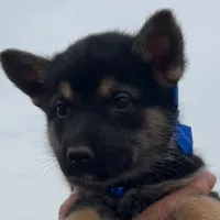 Blue L M, a male German Shepherd Dog for sale in Irwinton, GA – Photo 2 of 9