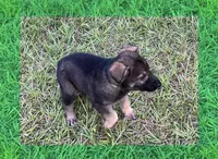 L Green, a male German Shepherd Dog for sale in Irwinton, GA – Photo 6 of 10
