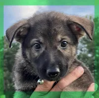 L Green, a male German Shepherd Dog for sale in Irwinton, GA – Photo 3 of 10