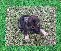 L Green, a male German Shepherd Dog for sale in Irwinton, GA – Photo 7 of 10