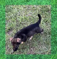 L Green, a male German Shepherd Dog for sale in Irwinton, GA – Photo 8 of 10