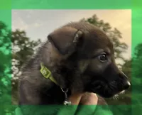 L Green, a male German Shepherd Dog for sale in Irwinton, GA – Photo 1 of 10