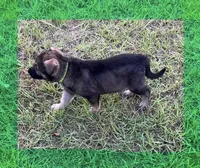 L Green, a male German Shepherd Dog for sale in Irwinton, GA – Photo 5 of 10