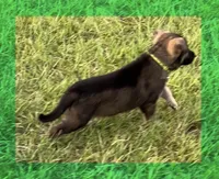 L Green, a male German Shepherd Dog for sale in Irwinton, GA – Photo 4 of 10