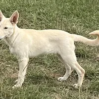 White, a female German Shepherd Dog for sale in Irwinton, GA – Photo 3 of 10