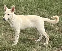 White, a female German Shepherd Dog for sale in Irwinton, GA – Photo 3 of 10