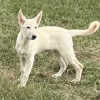 White, a female German Shepherd Dog for sale in Irwinton, GA – Photo 4 of 10