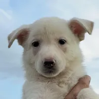 White, a female German Shepherd Dog for sale in Irwinton, GA – Photo 9 of 10