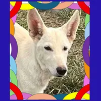 White, a female German Shepherd Dog for sale in Irwinton, GA – Photo 1 of 10