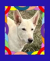 White, a female German Shepherd Dog for sale in Irwinton, GA – Photo 1 of 10