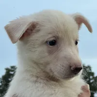 White, a female German Shepherd Dog for sale in Irwinton, GA – Photo 10 of 10