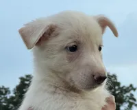 White, a female German Shepherd Dog for sale in Irwinton, GA – Photo 10 of 10