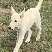 White, a female German Shepherd Dog for sale in Irwinton, GA – Photo 6 of 10