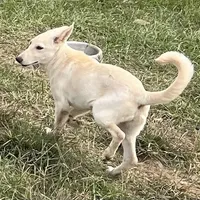 White, a female German Shepherd Dog for sale in Irwinton, GA – Photo 5 of 10