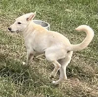 White, a female German Shepherd Dog for sale in Irwinton, GA – Photo 5 of 10