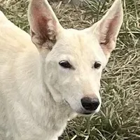 White, a female German Shepherd Dog for sale in Irwinton, GA – Photo 2 of 10