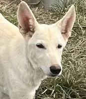 White, a female German Shepherd Dog for sale in Irwinton, GA – Photo 2 of 10