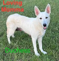 White, a female German Shepherd Dog for sale in Irwinton, GA – Photo 8 of 10