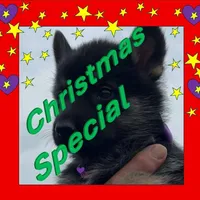 Purple L F, a female German Shepherd Dog for sale in Irwinton, GA – Photo 1 of 9