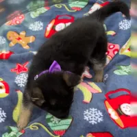 Purple L F, a female German Shepherd Dog for sale in Irwinton, GA – Photo 7 of 9