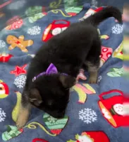 Purple L F, a female German Shepherd Dog for sale in Irwinton, GA – Photo 7 of 9