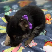 Purple L F, a female German Shepherd Dog for sale in Irwinton, GA – Photo 5 of 9