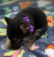 Purple L F, a female German Shepherd Dog for sale in Irwinton, GA – Photo 5 of 9