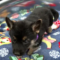 Purple L F, a female German Shepherd Dog for sale in Irwinton, GA – Photo 3 of 9