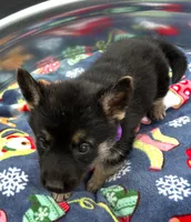 Purple L F, a female German Shepherd Dog for sale in Irwinton, GA – Photo 3 of 9