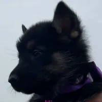 Purple L F, a female German Shepherd Dog for sale in Irwinton, GA – Photo 4 of 9