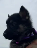 Purple L F, a female German Shepherd Dog for sale in Irwinton, GA – Photo 4 of 9