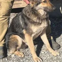 Purple L F, a female German Shepherd Dog for sale in Irwinton, GA – Photo 9 of 9