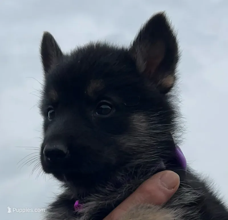 Purple L F – German Shepherd Dog puppy for sale in Irwinton, GA