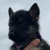 Purple L F, a female German Shepherd Dog for sale in Irwinton, GA – Photo 2 of 9