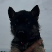 Purple L F, a female German Shepherd Dog for sale in Irwinton, GA – Photo 6 of 9