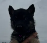 Purple L F, a female German Shepherd Dog for sale in Irwinton, GA – Photo 6 of 9