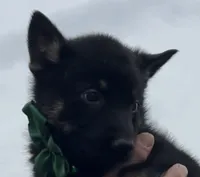 Green L M, a male German Shepherd Dog for sale in Irwinton, GA – Photo 2 of 9