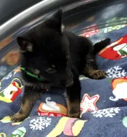 Green L M, a male German Shepherd Dog for sale in Irwinton, GA – Photo 3 of 9