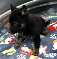 Green L M, a male German Shepherd Dog for sale in Irwinton, GA – Photo 5 of 9