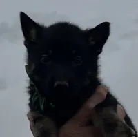 Green L M, a male German Shepherd Dog for sale in Irwinton, GA – Photo 6 of 9