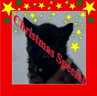 Green L M, a male German Shepherd Dog for sale in Irwinton, GA – Photo 1 of 9