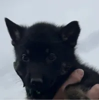 Green L M, a male German Shepherd Dog for sale in Irwinton, GA – Photo 4 of 9