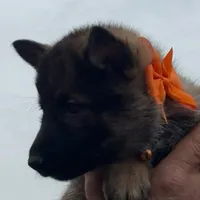 Orange L F, a female German Shepherd Dog for sale in Irwinton, GA – Photo 4 of 9