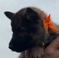 Orange L F, a female German Shepherd Dog for sale in Irwinton, GA – Photo 4 of 9