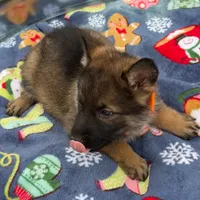 Orange L F, a female German Shepherd Dog for sale in Irwinton, GA – Photo 3 of 9