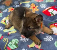 Orange L F, a female German Shepherd Dog for sale in Irwinton, GA – Photo 3 of 9