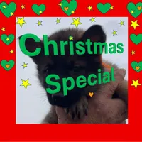 Orange L F, a female German Shepherd Dog for sale in Irwinton, GA – Photo 1 of 9