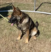 Orange L F, a female German Shepherd Dog for sale in Irwinton, GA – 3 of 10