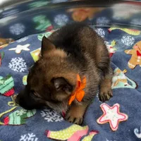 Orange L F, a female German Shepherd Dog for sale in Irwinton, GA – Photo 7 of 9